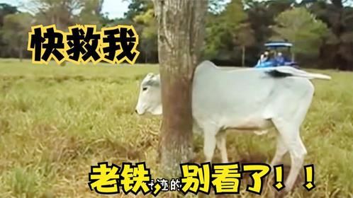 一头白牛的脑袋被两棵歪脖子树卡住，小伙这招救援确实很巧妙