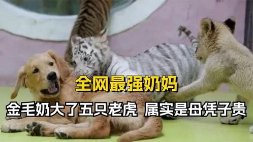 这绝对是全网最强奶妈，一只金毛奶大了五只老虎，属实是母凭子贵