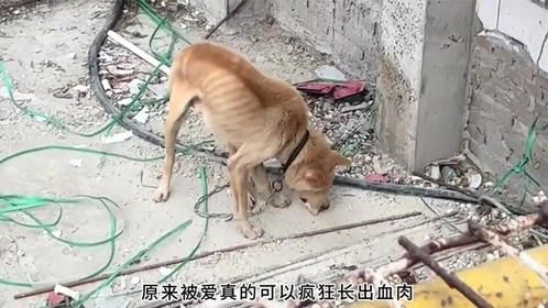 原来被爱真的可以疯狂长出血肉，女子用60天，记录了狗狗的蜕变