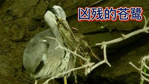 凶残的苍鹭太嚣张了，当着野鸭妈妈的面生吞野鸭子，虾仁猪肉啊
