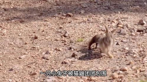 两只兔子遭遇猫鼬和野狗，一个被活吃，一个被车裂，太可怜了