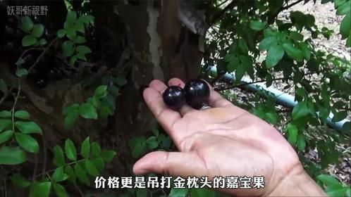 价高产量大的树葡萄，为什么很少人种？