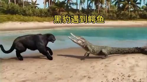 黑豹遇上了鳄鱼。