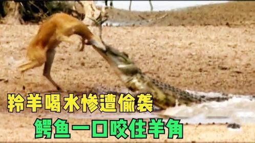 羚羊喝水惨遭鳄鱼伏击，不想脚挂在自己的羊角上，这下完犊子了