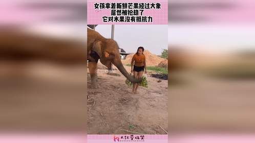 女孩拿着新鲜芒果经过大象，居然被抢劫了，它对水果没有抵抗力！