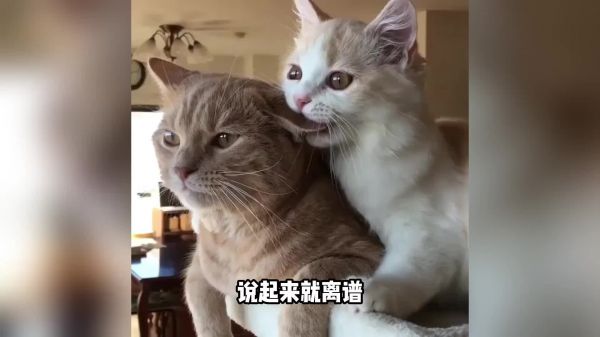 为什么猫的长相会随主人？你跟你家逆子长得像吗？