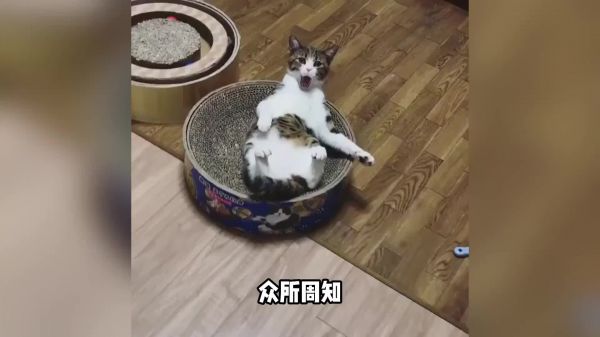 召唤猫咪的4种声音，最后一个慎用