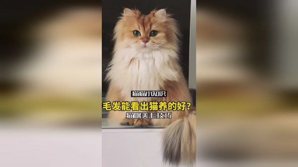 蒜瓣毛就是猫养的好？猫咪美毛做好这件事就够