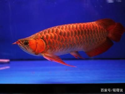 红龙鱼是什么品种的：红龙鱼与红龙鱼的日常养护要点,红龙鱼与青龙鱼的区别 红龙鱼百科 第2张