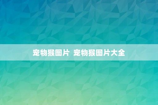 宠物猴图片 宠物猴图片大全