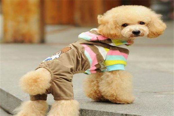 小型短毛宠物犬