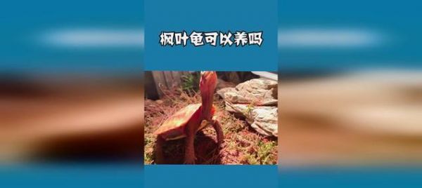 枫叶龟的养殖与喂养要点（打造适宜的饲养环境，关注枫叶龟的健康成长）
