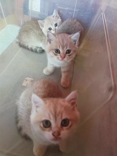 宠物猫的萌翻天