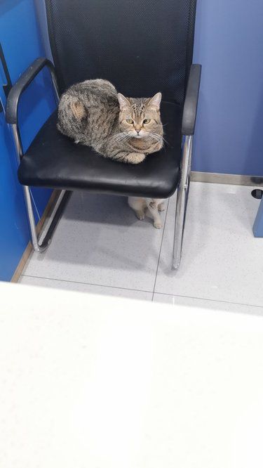 猫咪体检日常～
