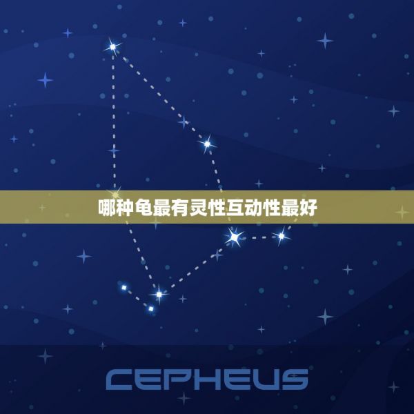 哪种龟最有灵性互动性最好，什么龟最有灵性 第1张