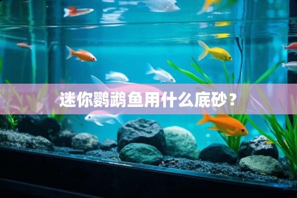 迷你鹦鹉鱼用什么底砂？