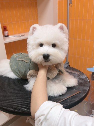 避雷这个宠物店把我家西高地换了！
