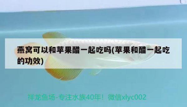 深圳卖观赏鱼的市场有哪些深圳观赏鱼的市场有哪些，深圳卖观赏鱼的市场有哪些 高背金龙鱼 第1张