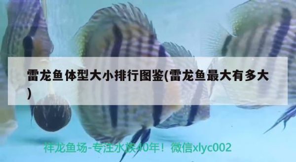 深圳卖观赏鱼的市场有哪些深圳观赏鱼的市场有哪些，深圳卖观赏鱼的市场有哪些 高背金龙鱼 第3张