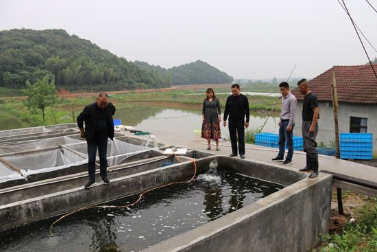 1.朱巷村观赏鱼养殖基地.jpg