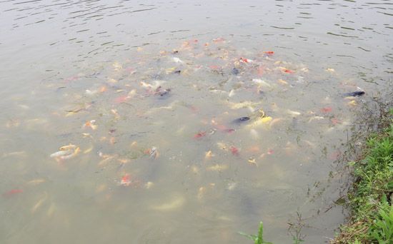 2.锦鲤.jpg