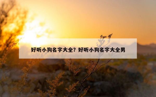 好听小狗名字大全？好听小狗名字大全男