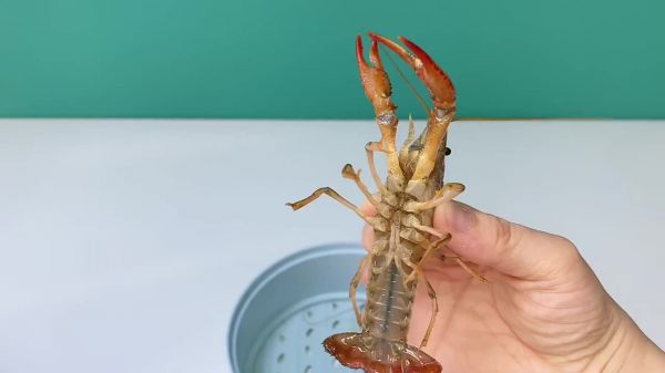 第一顿龙虾