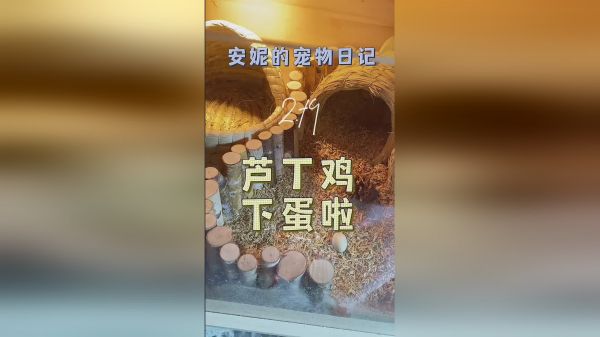终于下蛋啦～