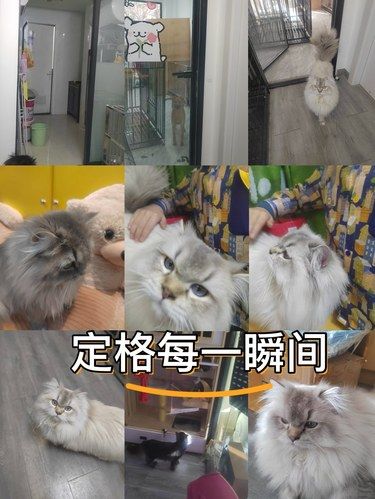 撸猫天堂！宠布玩有家探店记