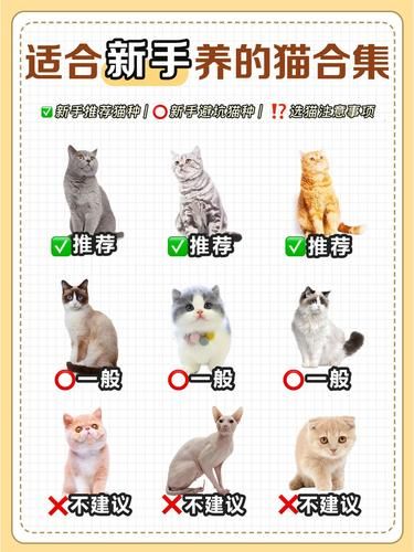 新手养猫秘籍 | 选对品种不踩坑