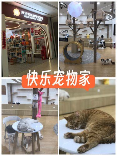 猫咪天地～宠物乐园