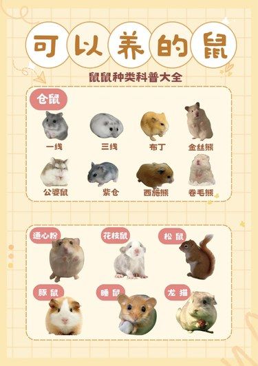 鼠鼠我呀也很好养的
