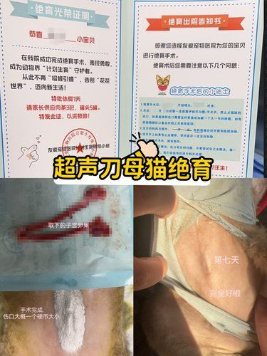 超声刀母猫绝育[强]