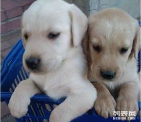 狗狗疫苗清单，宠物健康必备！