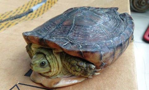 乌龟患肺炎会自行痊愈吗？