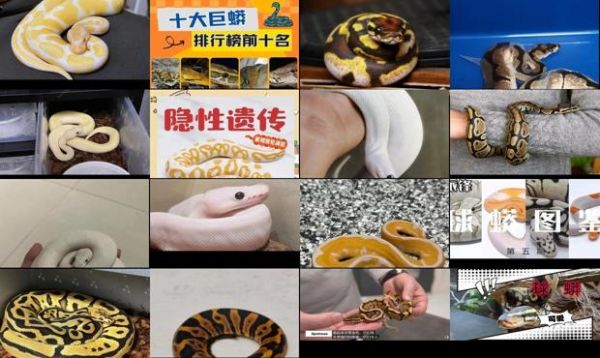 球蟒是否列入人工繁育国家重点保护野生动物名录