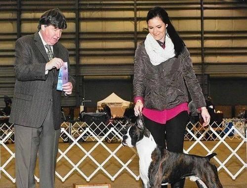 以卡南犬为宠物的饲养方法（全面掌握卡南犬的喂养、训练和健康护理）