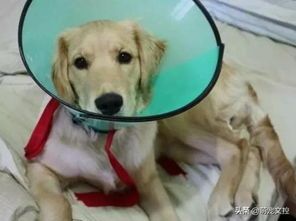 母狗绝育后发胖怎么办?宠物减肥攻略!
