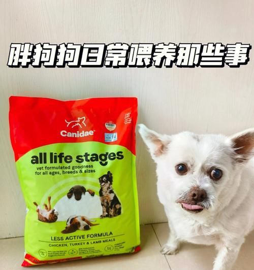 如何给宠物狗选择减肥狗粮（掌握狗粮成分）