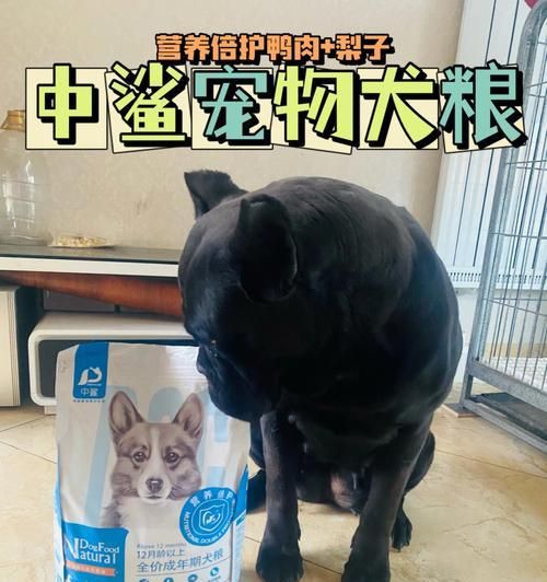 如何给宠物狗选择减肥狗粮（掌握狗粮成分）
