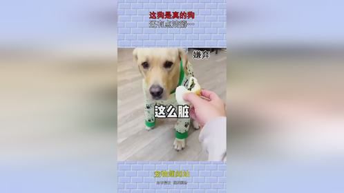 这狗是真的狗，还有点洁癖…