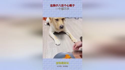 这狗子八百个心眼子，一个都不少