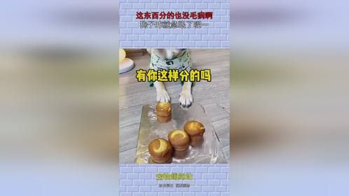 这东西分的也没毛病啊，狗子咋就急眼了呢…