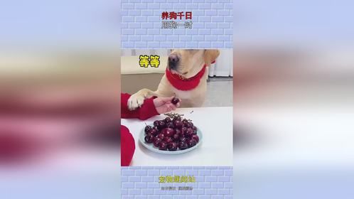 养狗千日，用狗一时