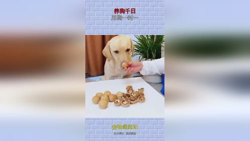 养狗千日，用狗一时…
