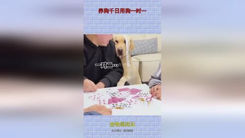 养狗千日用狗一时…