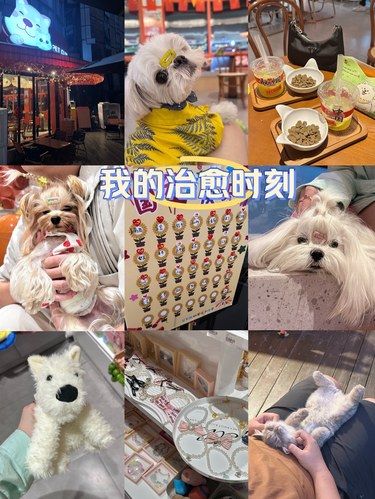 强烈推荐姐妹们去rua！！好rua！！