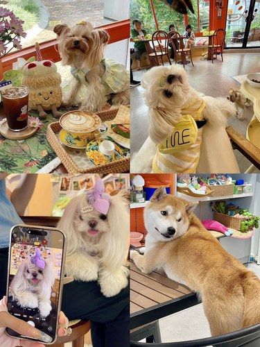 （东莞）☆₊⁺小狗统治世界‧ ✭ ˚