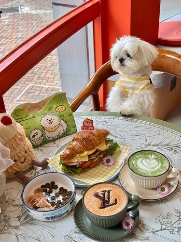 东莞跟小猫小狗下午茶约会