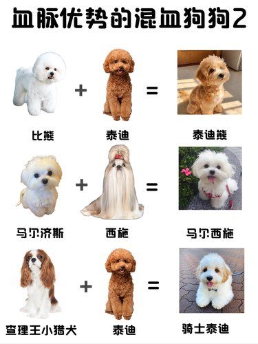 混血狗狗的魔法魅力，你抵挡得住？
